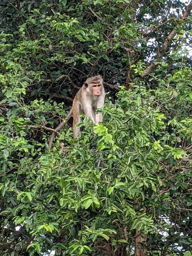Nature Park อุดาวาลาเว ภายนอก รูปภาพ