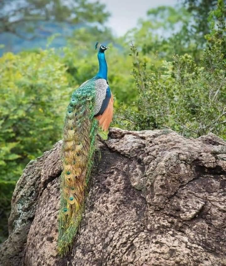 Nature Park อุดาวาลาเว ภายนอก รูปภาพ