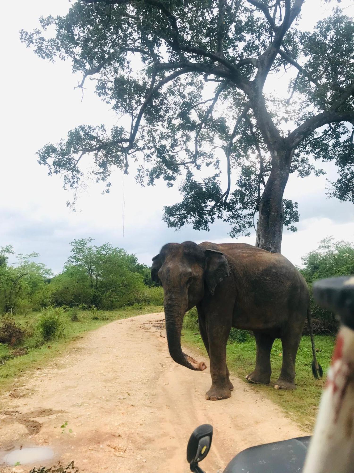 Nature Park อุดาวาลาเว ภายนอก รูปภาพ